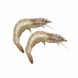Ecuador White Shrimp with Head 20/30 (1lb)