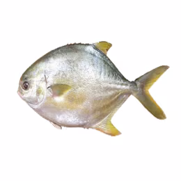 Golden Pompano Fish (1.8lbs)