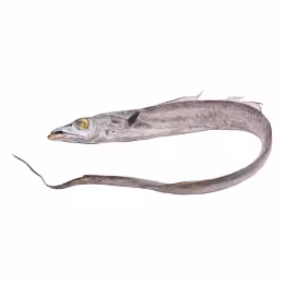 Previously Frozen White Belt Fish (~2.2lbs)