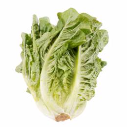 Romaine Lettuce
