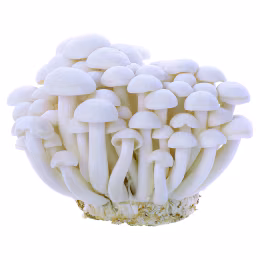 White Beech Mushroom (1 pack)