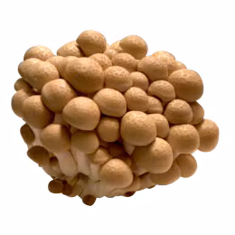 Beech Mushroom (1Pack)